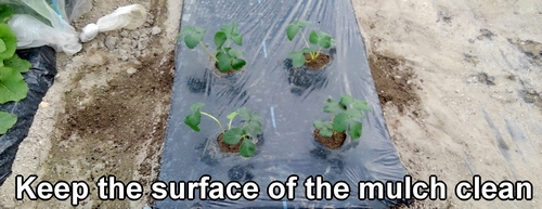 Keep the surface of the mulch clean