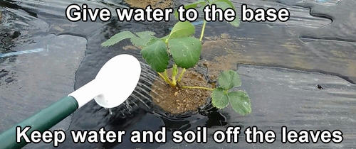 Water in newly planted strawberries