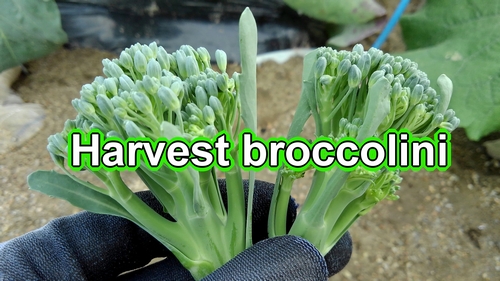 Harvest broccolini