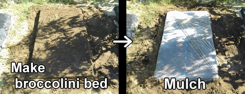 Create broccolini bed and mulch