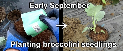 Planting broccolini seedlings (Setting up broccolini seedlings)