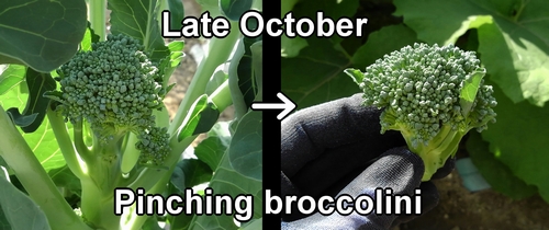 Pinching broccolini (Broccolini pruning)