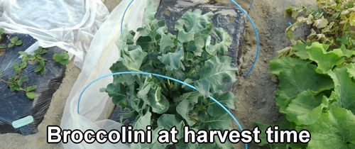 Broccolini at harvest time