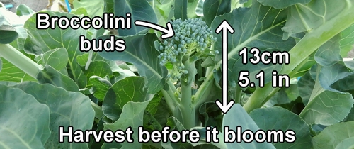 Broccolini buds