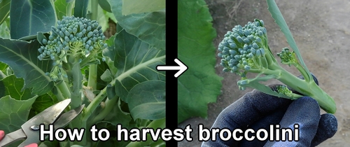 How to harvest broccolini