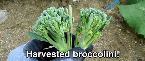 Harvested broccolini