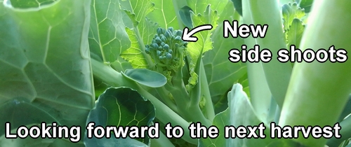 New side shoots of broccolini