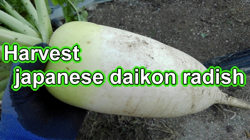 November is the harvest time for daikon