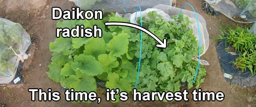 Daikon radish ready for harvest (It is harvest time for the japanese daikon radish)