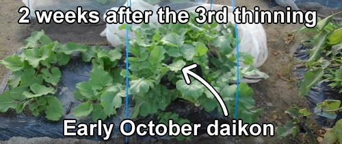 Daikon radish about two weeks after thinning