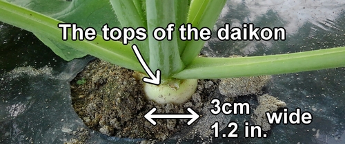 The daikon's shoulder is about 3cm (1.2 inches) wide