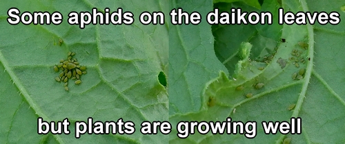 Aphids on the daikon radish leaves