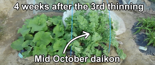 Japanese daikon radish, about 4 weeks after thinning