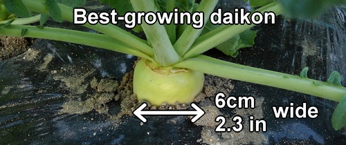 The healthy daikon has grown to about 6cm (2.3 inches) in diameter