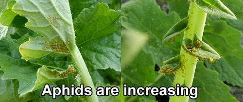 Aphids on the daikon leaves are increasing