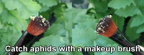 Catch aphids with a makeup brush