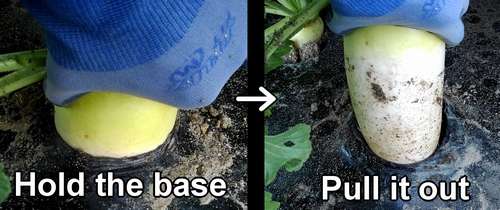 Japanese daikon radish harvest (How to harvest daikon radish)