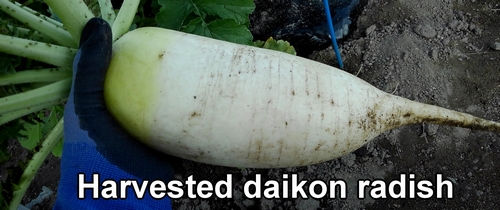 Harvested daikon radish