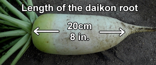 The harvested japanese daikon radish was about 20cm (8 in) long