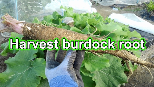 Harvest burdock root (How to harvest arctium lappa burdock)