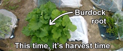 Arctium burdock ready for harvest (The burdock gobo root has reached harvest time)