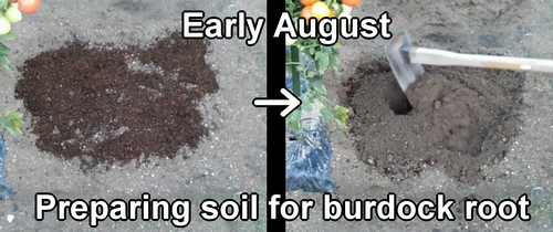 Preparing soil for growing burdock gobo root (Making soil for arctium lappa burdock)