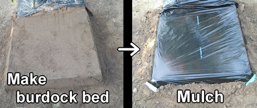 Create greater burdock bed and mulch