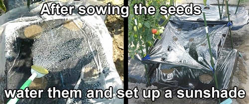 I watered the burdock seeds and set up a sunshade