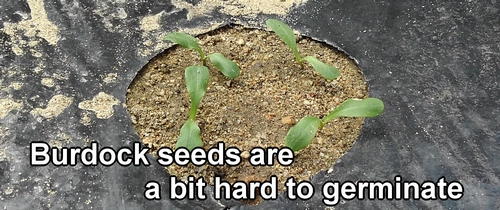 Arctium lappa Burdock seeds are a bit hard to germinate