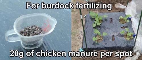 For burdock fertilizing, I used 20g (0.7 oz) of chicken manure