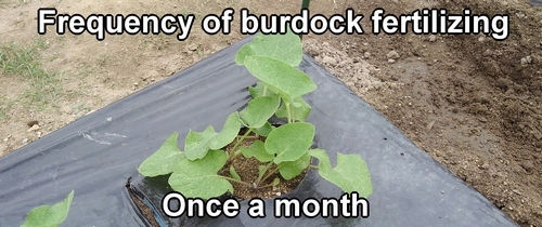 The frequency of burdock fertilizing is once a month