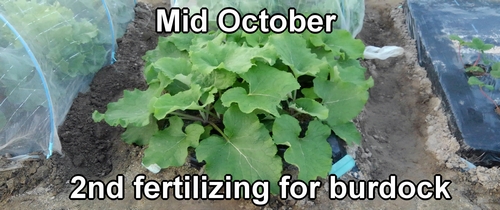 The second fertilizing for burdock root in mid-October