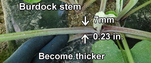 Burdock stems