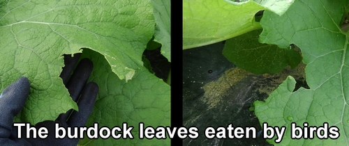 The burdock leaves eaten by birds