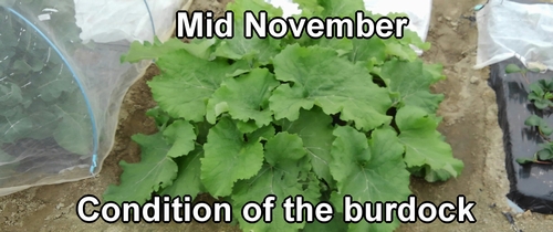 The condition of the burdock root in mid-November