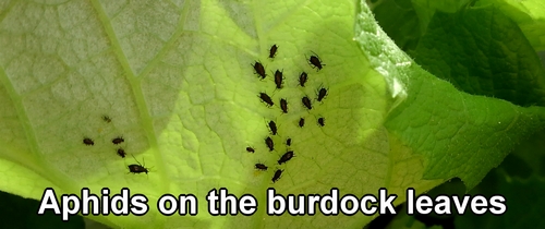 Aphids on the burdock leaves