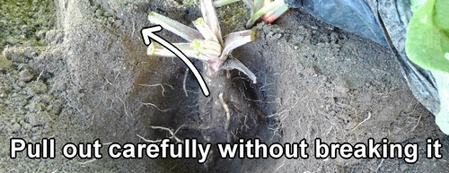 Pull out the burdock carefully without breaking it