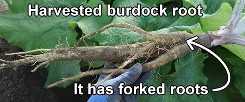 Harvested burdock root