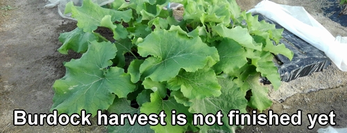 The burdock harvest is not finished yet