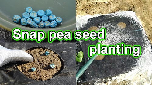 Snap pea seed planting (How to plant sugar snap pea seeds)