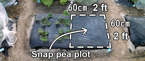 The sugar snap pea plot (The bed for sugar snap pea)