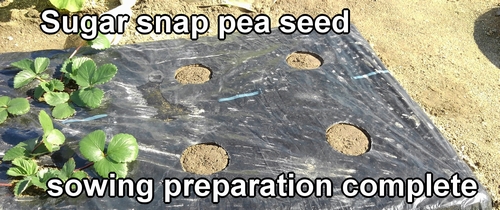 Sugar snap pea seed sowing preparation complete