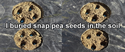 I buried the snap pea seeds in the soil