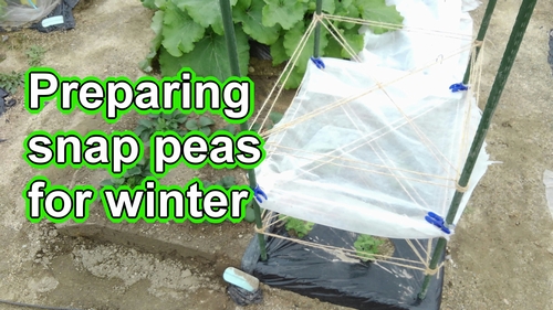 Setting up trellis and protecting snap peas from the cold