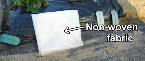 Non-woven fabric used to protect sugar snap peas from the cold