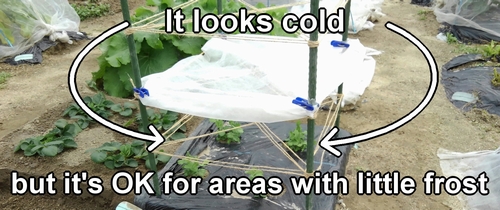 Cold protection for sugar snap peas