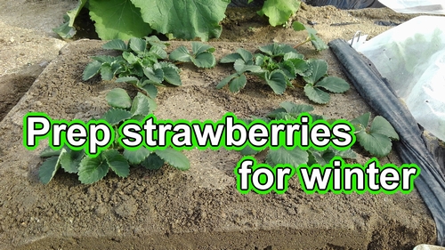 Preparing strawberries for winter (Winter care for japanese june bearing strawberries)