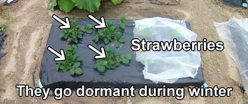 Strawberries planted in the ground