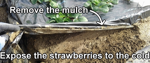 Remove the mulch from outdoor strawberries