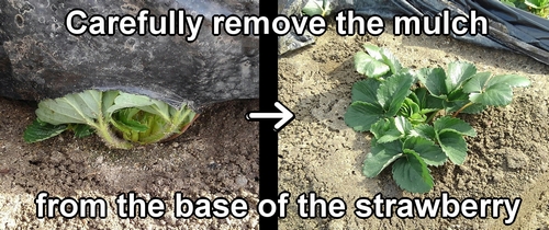 Carefully remove the mulch from the base of the strawberry plants